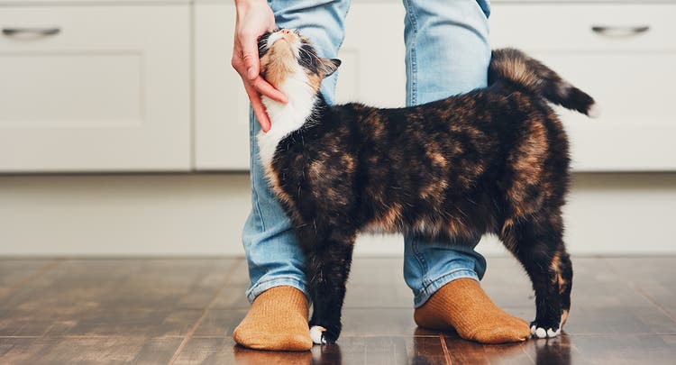 Cracking the Code of Managing Feline Diabetes