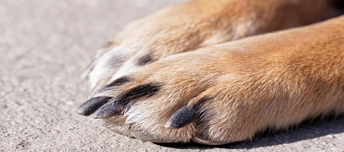 A close-up of a dog’s paw and its nails.