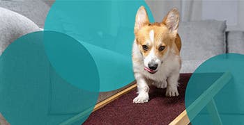 Dog with joint pain walking on ramp 