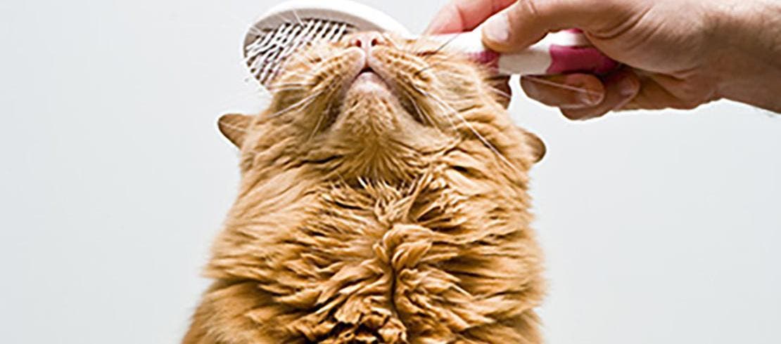 Gato sendo escovado na cabeça
