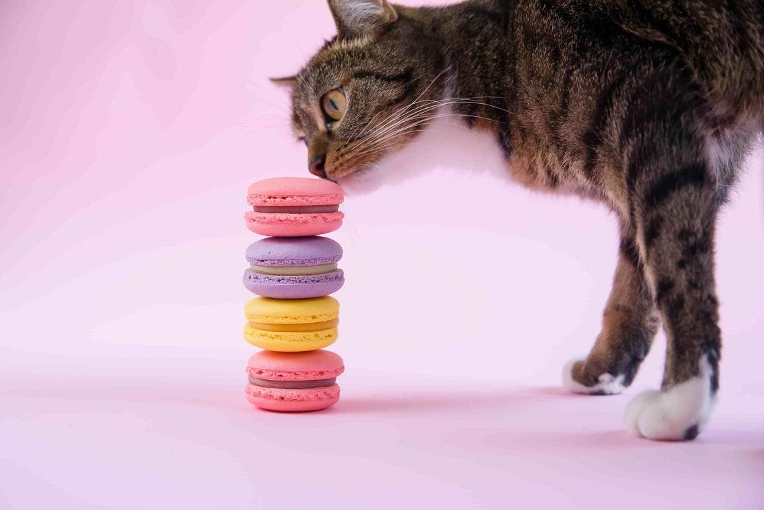 czy koty mogą jeść słodycze
