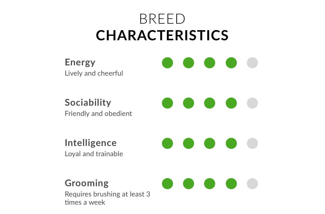 Springer spaniel breed characteristics chart