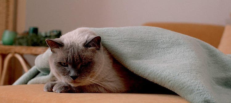 gatto triste malato