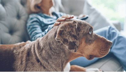 Dog on couch with owner.