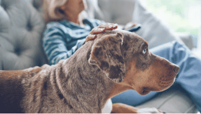 Dog on couch with owner. 