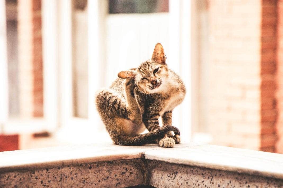 le pulci nel gatto