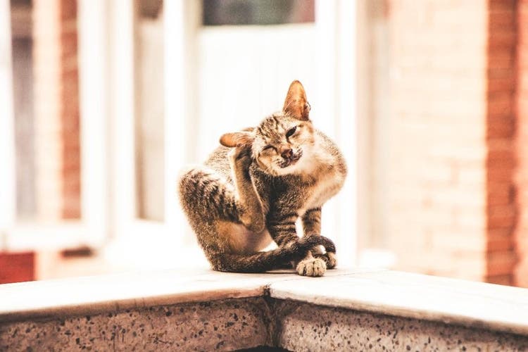 le pulci nel gatto