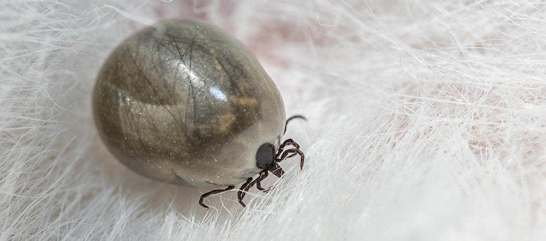 Dog ticks vary in size and can grow to 1cm diameter as it fills with blood