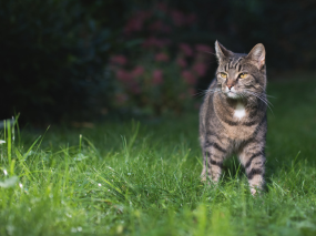 cat at risk of contracting lungworm