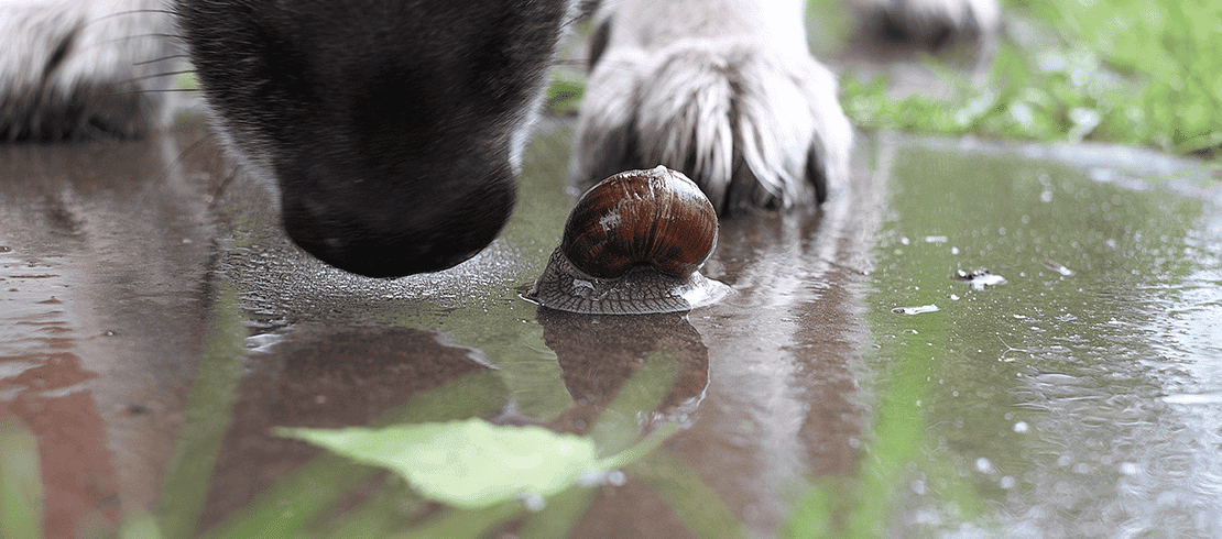 perro bebiendo agua junto a un caracol