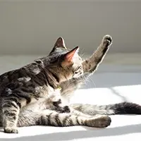 Overzealous grooming indicates fleas