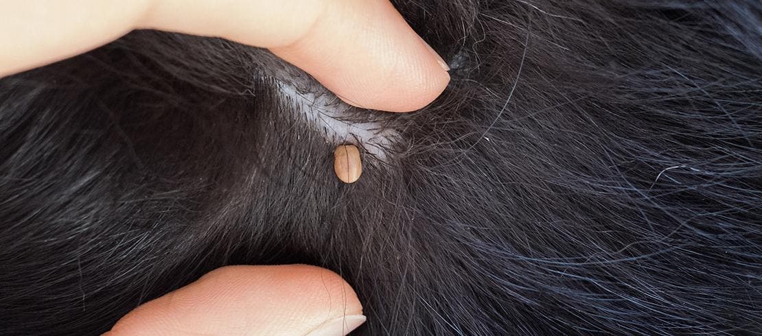 Person parting dog’s fur to spot and remove tick