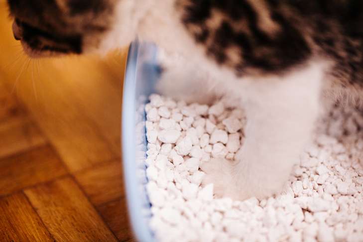 cat uses litter tray