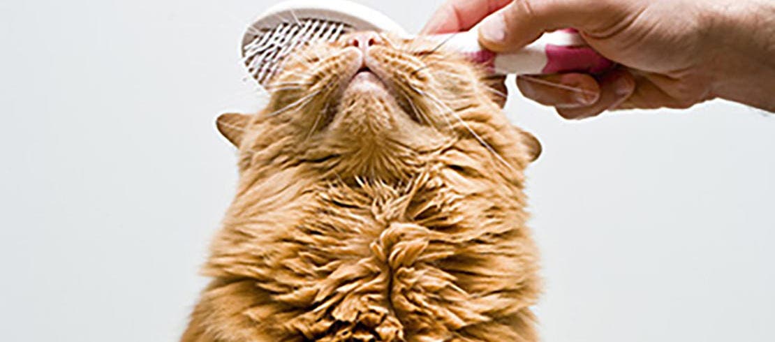 A cat being brushed on the head