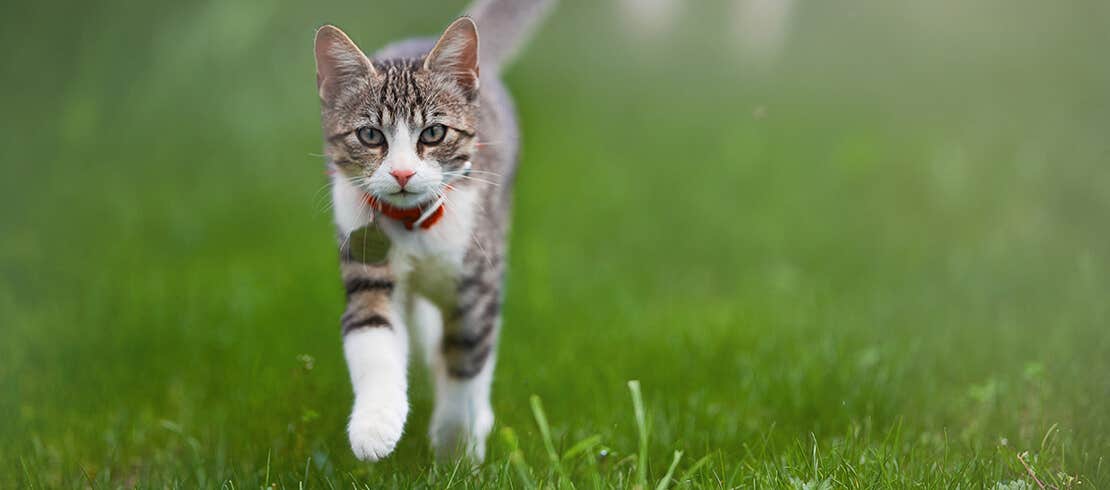 Un chat qui court sur un terrain gazonné