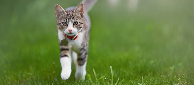 Un chat qui court sur un terrain gazonné