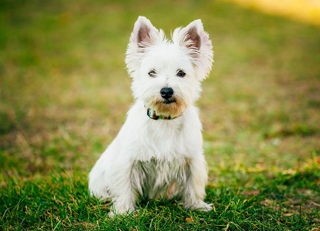 Piccolo West Highland Terrier bianco su erba verde