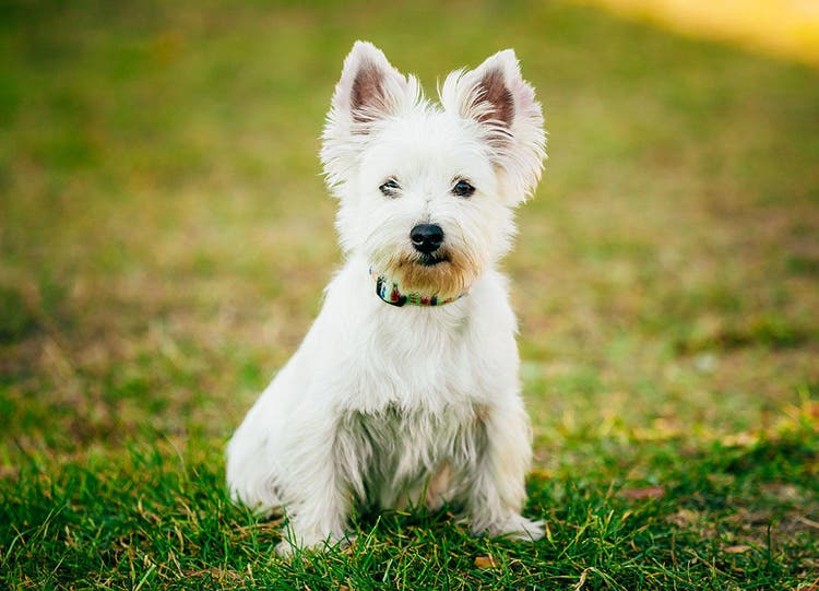 Piccolo West Highland Terrier bianco su erba verde