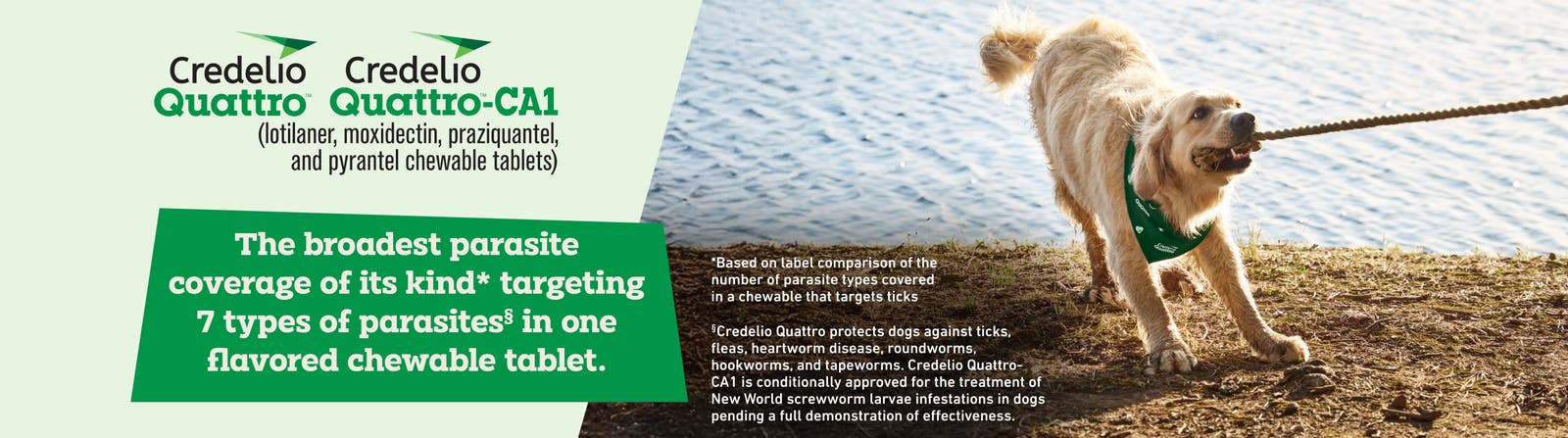 The broadest parasite coverage of its kind* targeting 7 types of parasites in one flavored chewable tablet. Credelio Quattro