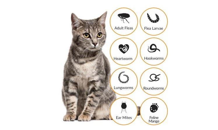 An image showing that Advocate for cats provides fast relief from the different fleas, worms and parasites.   