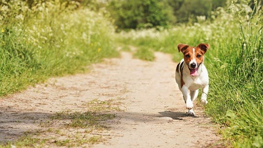 Jack russel hund løber hen ad grusvej