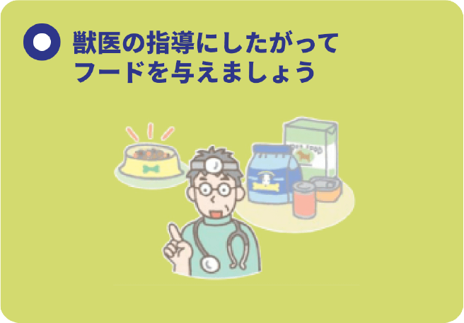 獣医の指導に従ってフードを与えましょう