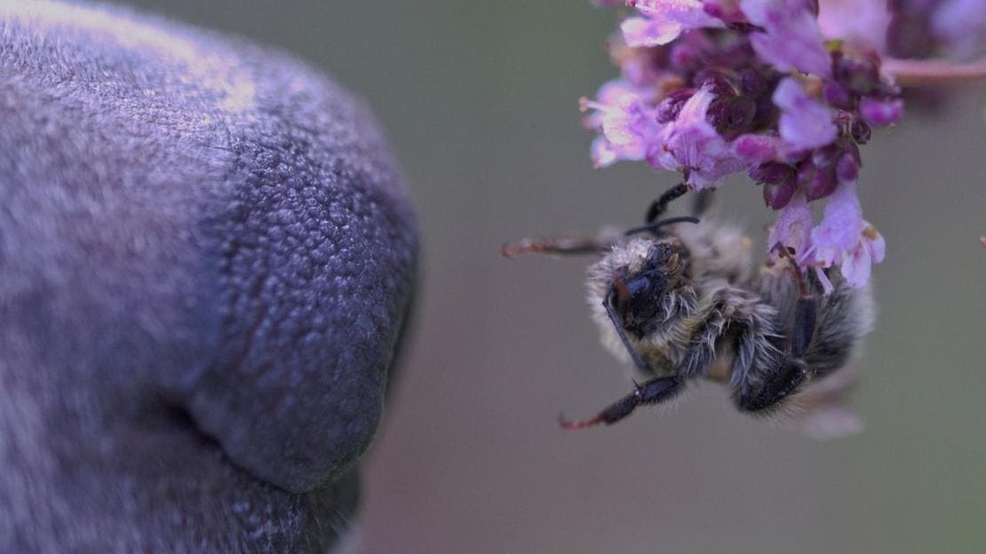 czworonogi a użądlenie przez pszczołę lub osę