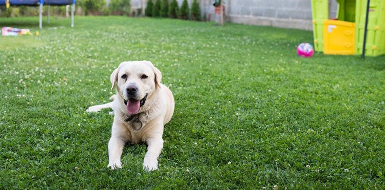 9 dangers qui menacent votre chien sont cachés dans votre propre jardin !