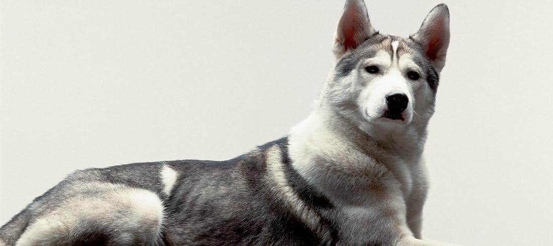 Siberian Husky