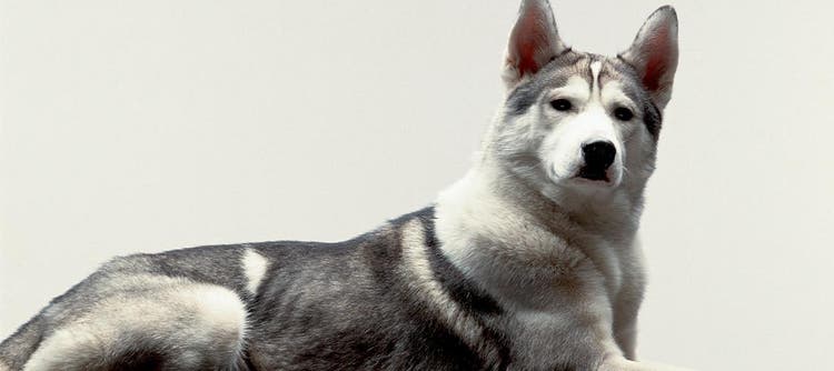 Siberian Husky