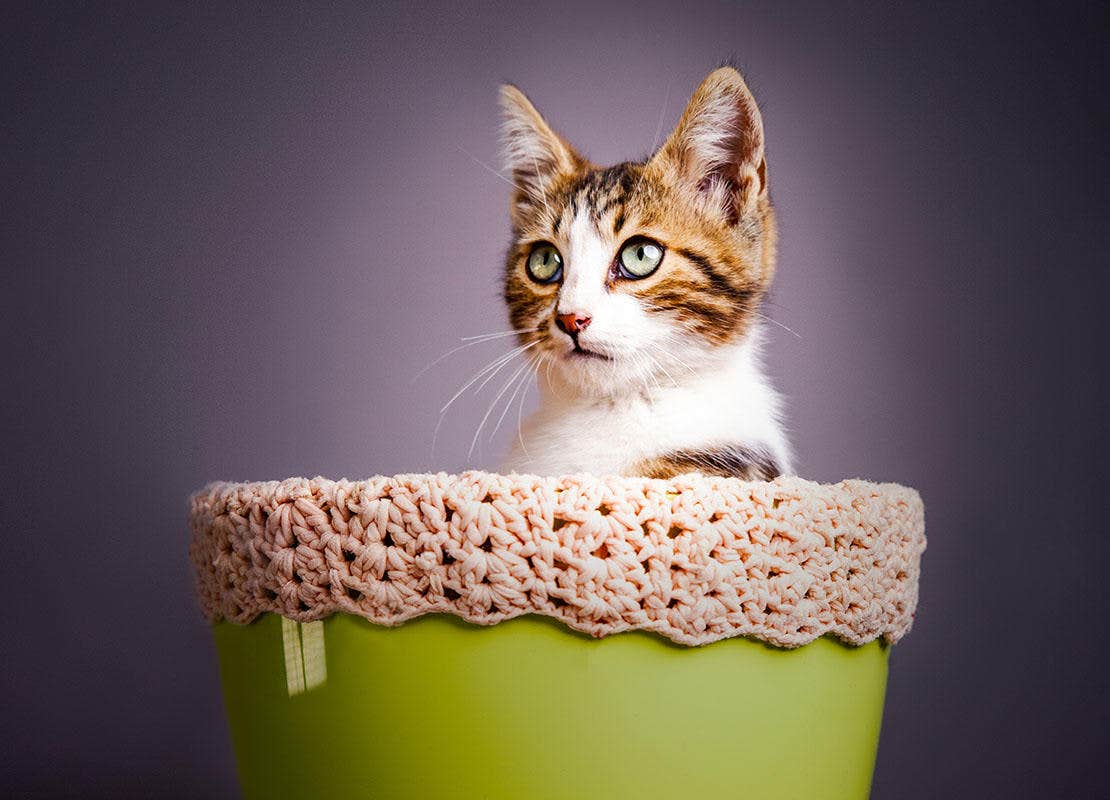 Gatinho em um balde verde