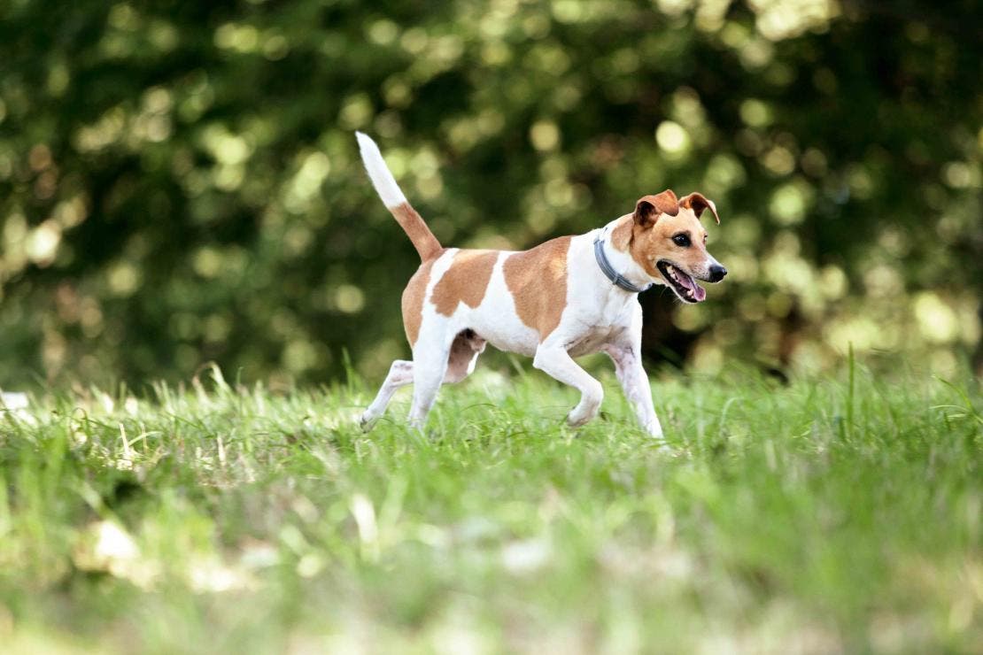 Jack Russell teriér běžící v trávě