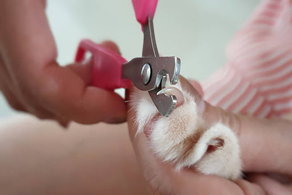 Nagels knippen bij een kat
