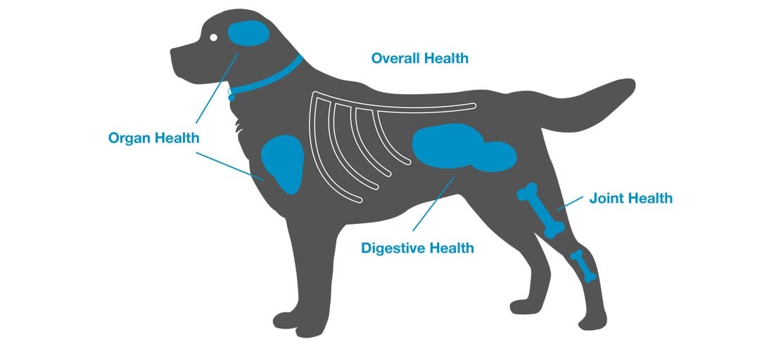 There are supplements that can help improve senior dogs' digestive, joint and organ health.