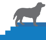 Hund der står
