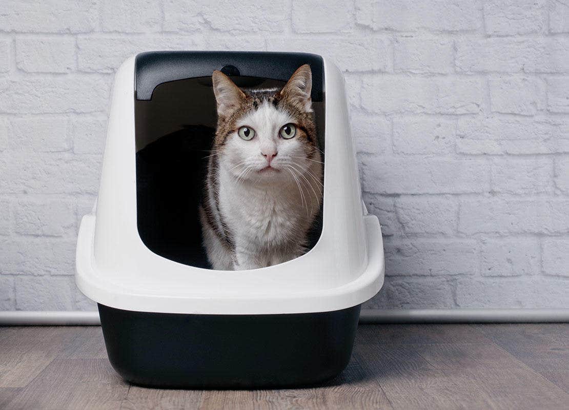 Tabby Katze sitzt im Katzenklo