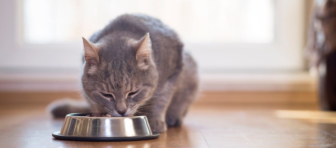 A gray cat eating food in a bowl.