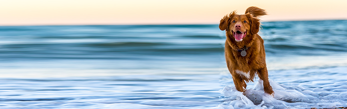 Nova Scotia Retriever hund på spring i bølgen med et stort smil