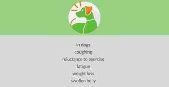The differences in the symptoms of heartworm in dogs and cats.