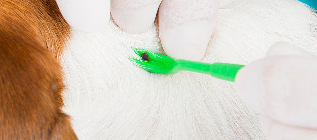 ake sure to use a tick removal tool to get the tick out of your dog’s skin