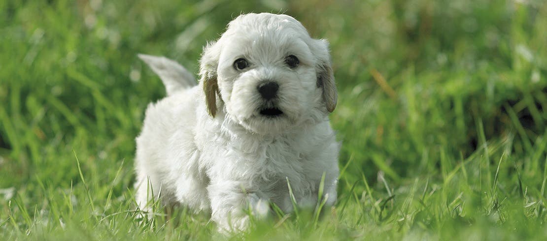 white puppy venturing outdoors where he may be in danger of catching worms