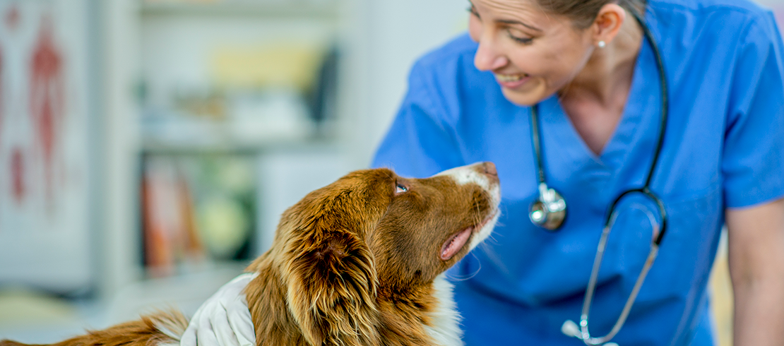 can encephalitis in dogs be cured