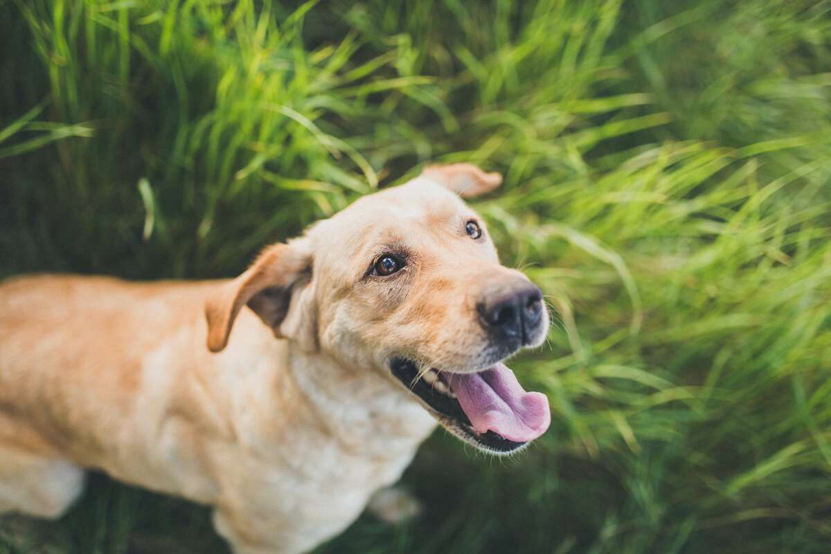 Glad lys labrador med åben mund i højt græs kigger forbi kameraet