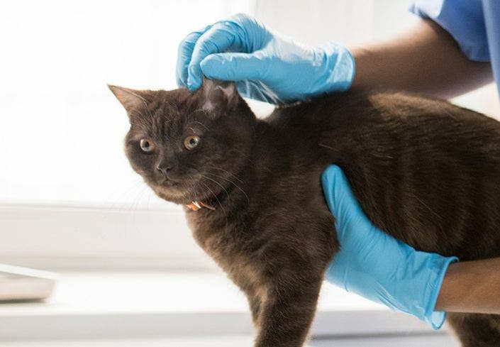 A cat being examined by a vet for ear mites 