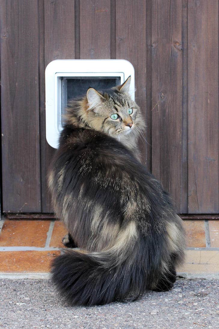 Cat flap training