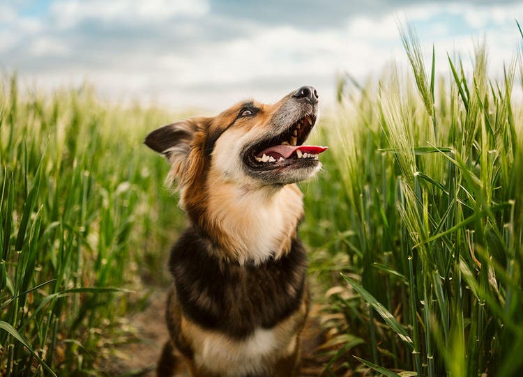 Porträtt av en hund i ett majsfält