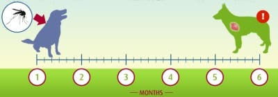 Heartworm infection stages