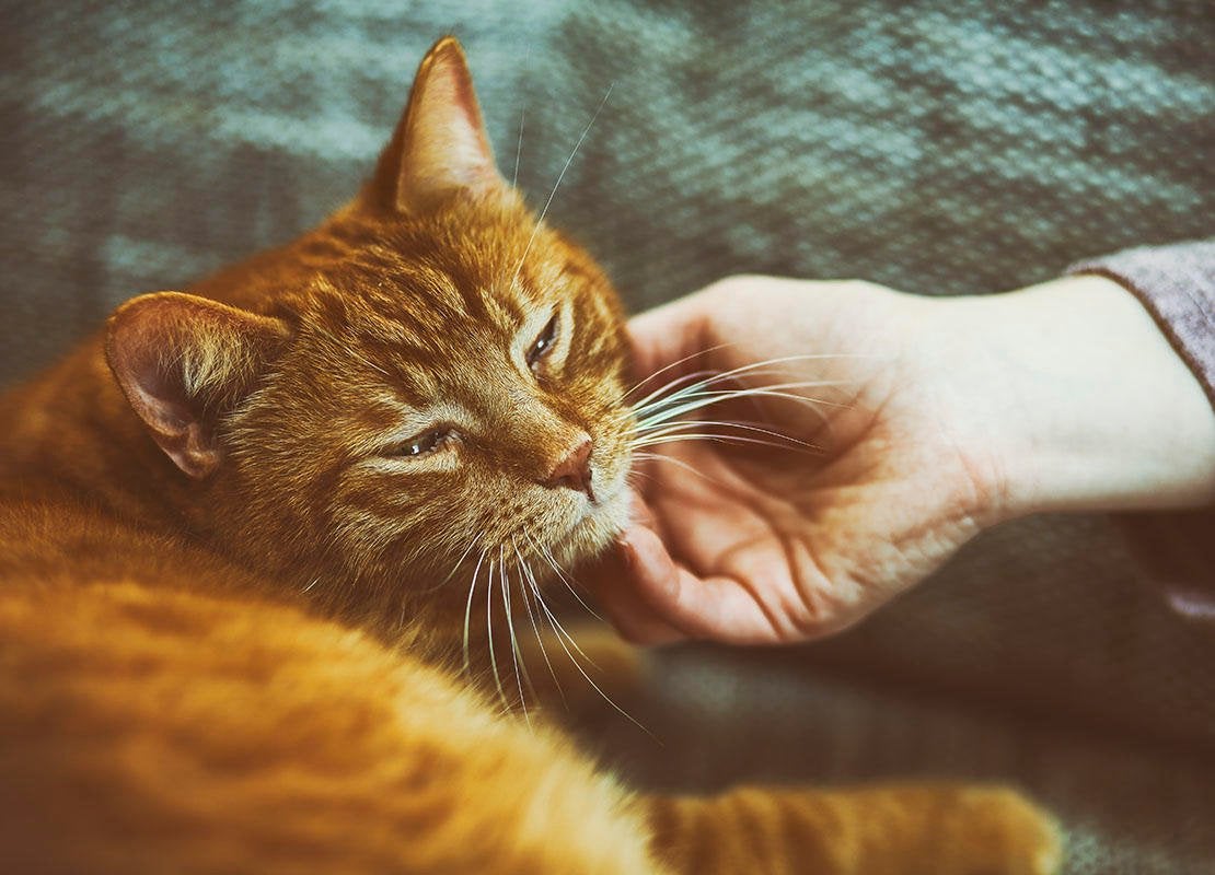 Gato naranjo en sofá con la mano de una mujer acariciandolo