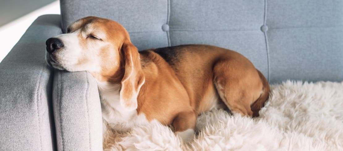 Dog sleeps on the sofa