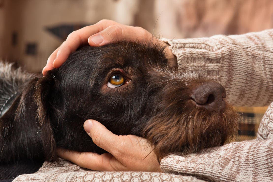 Dog looking up at owner